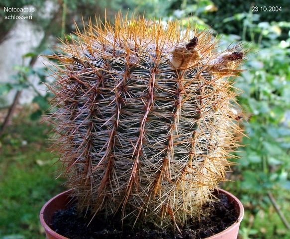 Notocactus _schlosseri _a1
